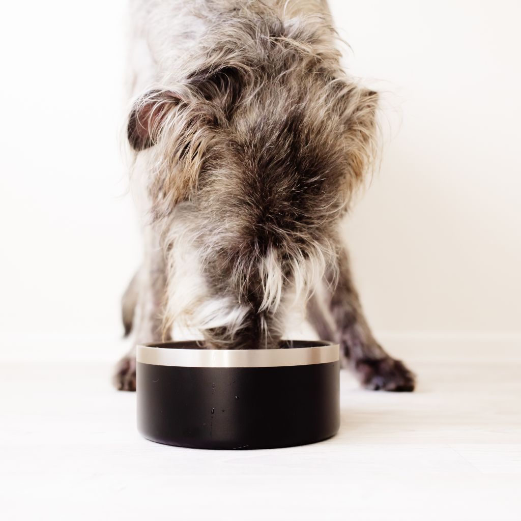 Does Your Dog use a Stainless Steel Bowl Dazy Dog