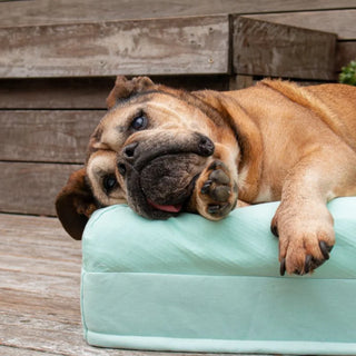 Cooling Dog Bed Eucalyptus Memory Foam Cooling