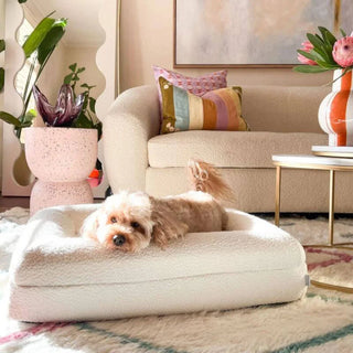 Memory Foam Dog Bed - Boucle Ivory Bouclé