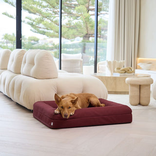 Memory Foam Dog Bed - Canvas Spiced Apple