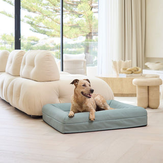 Memory Foam Dog Bed - Canvas Seafoam