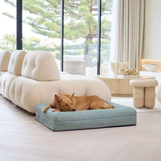 Memory Foam Dog Bed - Canvas Seafoam