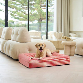 Memory Foam Dog Bed - Canvas Candy Cane