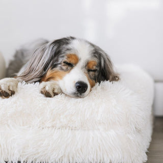 Memory Foam Dog Bed - Shag Cream