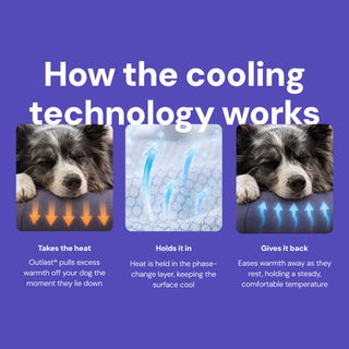 Cooling Dog Bed - Natural Memory Foam