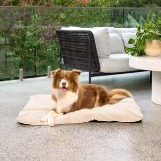 Lounger FREE GIFT