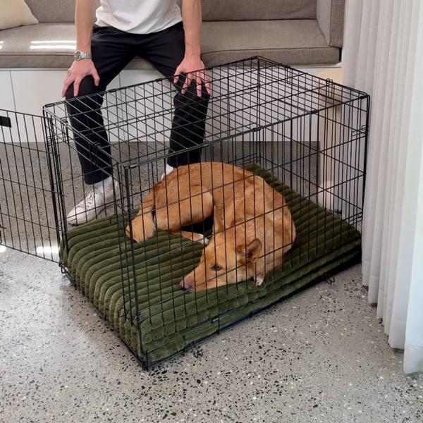 Dog curled on a thick green Dazy Dog crate mat inside a black crate.