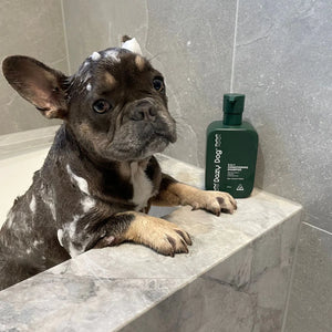 5-in-1 Conditioning Dog Shampoo