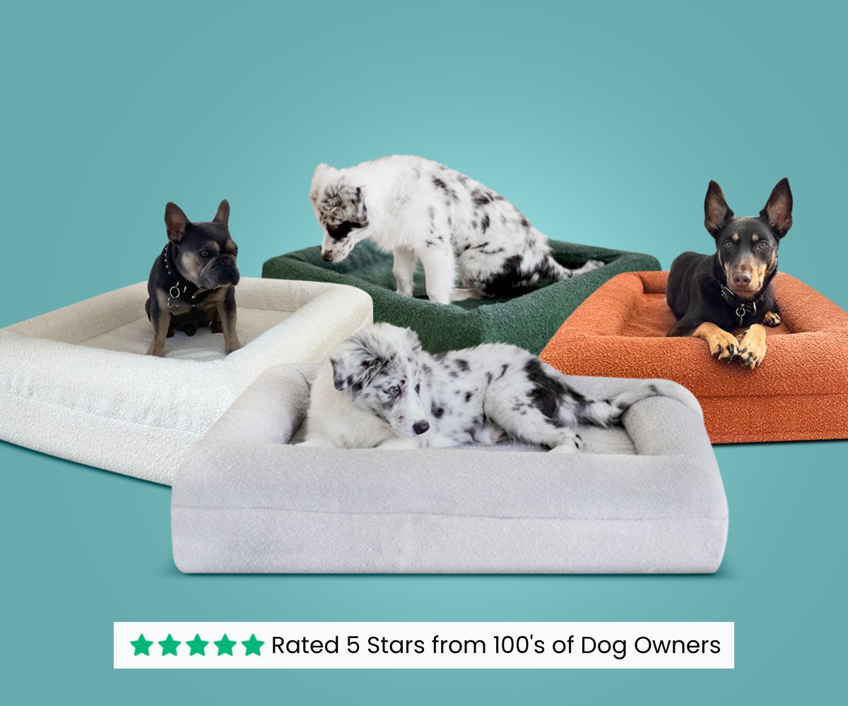 お気にいる】 Skull Pet Pet 2.0 Warehouse for Dogs|  Small 2.0 Memory Bed Foam Orthopedic Dog Bed Re