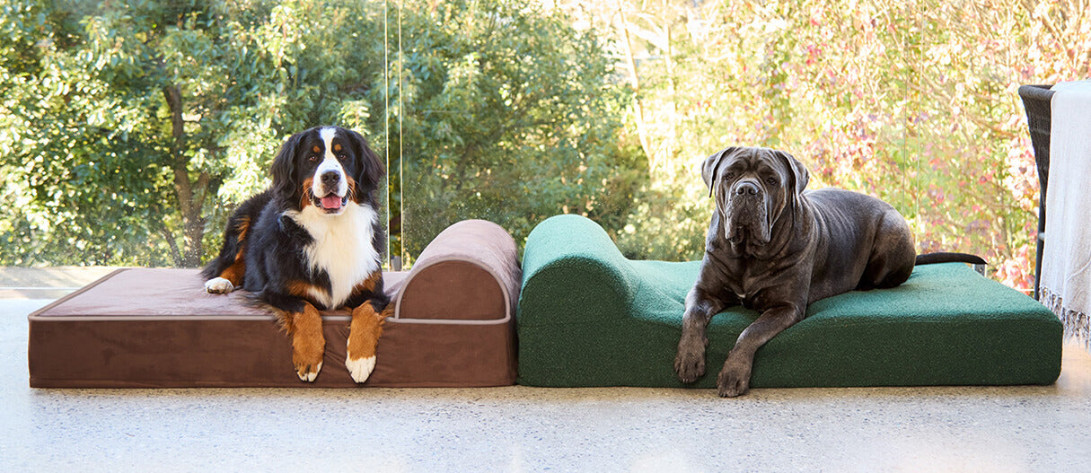 USA's #1 big-dog bed shape. Finally in Australia.