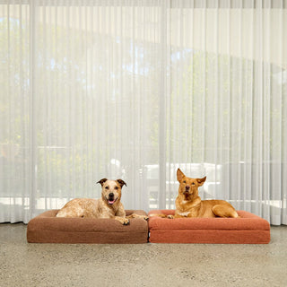 Memory Foam Dog Bed - Boucle Cocoa