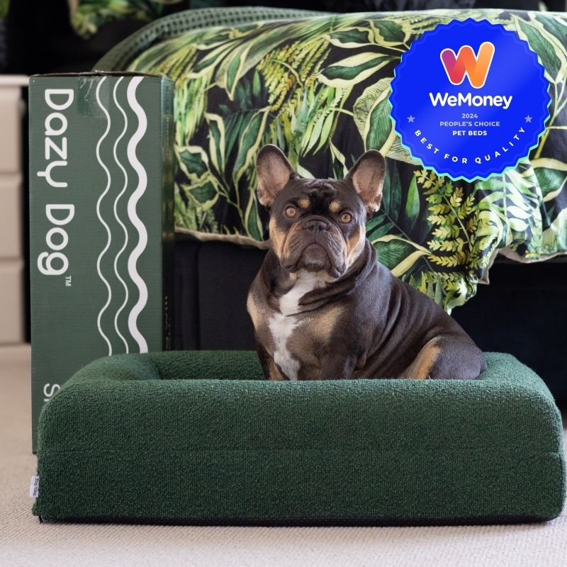Small Bed with Extra Cover Bundle Dazy Dog