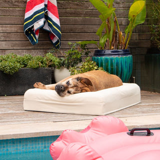 Cooling Dog Bed - Eucalyptus Memory Foam