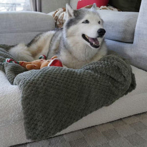 Willow the Siberian Husky resting on her Dazy Dog bed