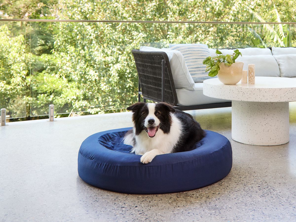 Round Memory Foam Dog Bed - Bouclé Forest Green – Dazy Dog