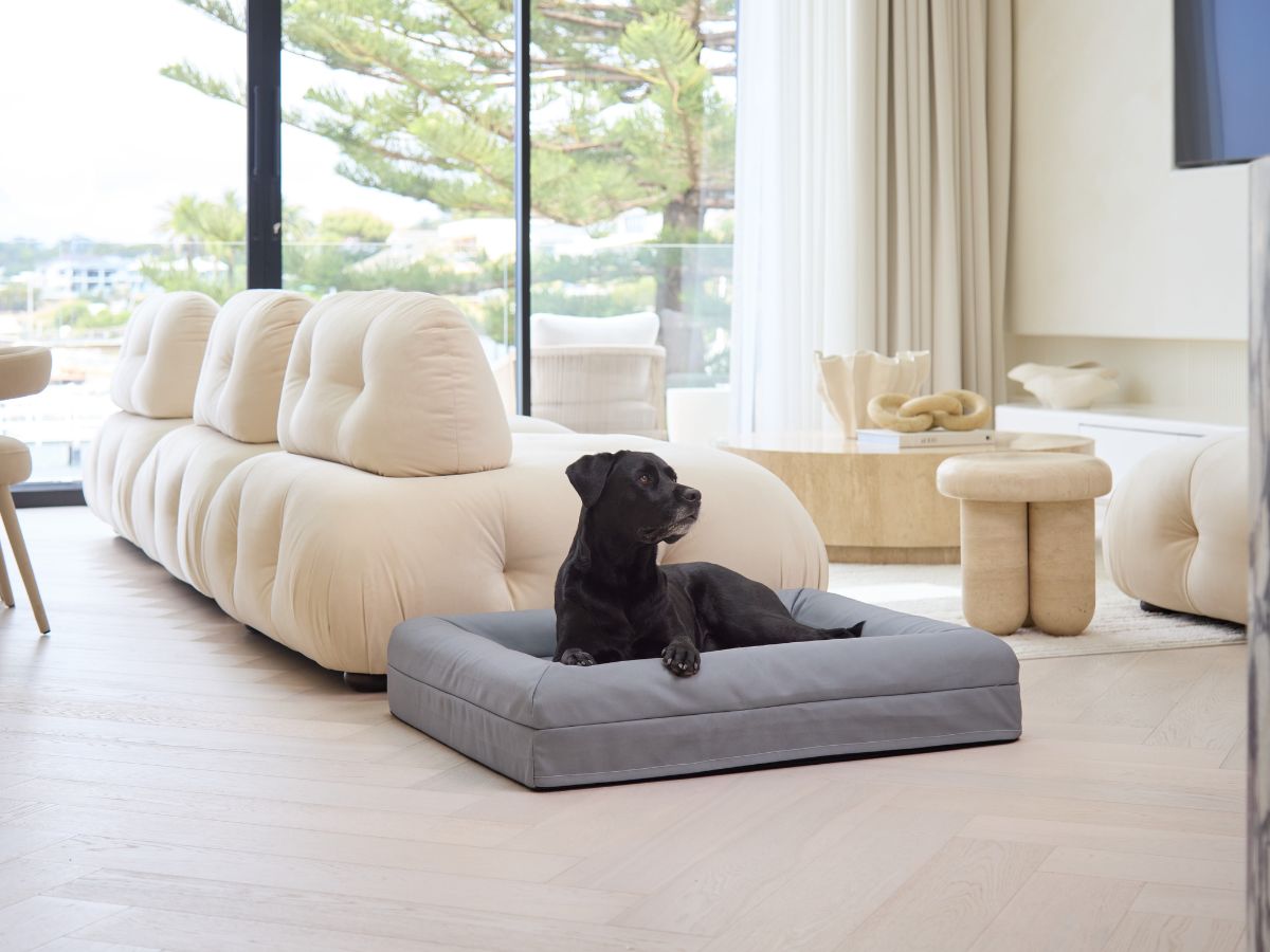 Memory Foam Dog Bed - Canvas Spiced Apple – Dazy Dog