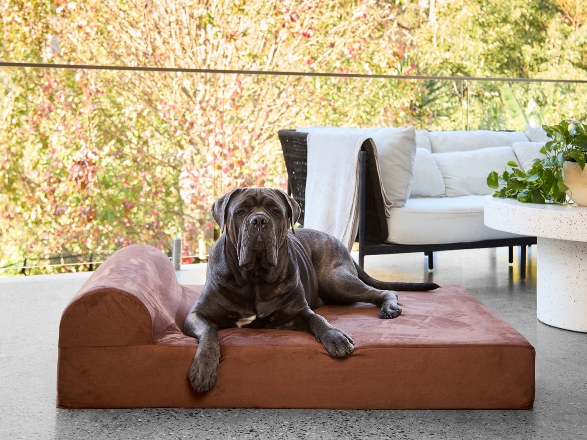 Soft to sink into, tough enough for a big dog.