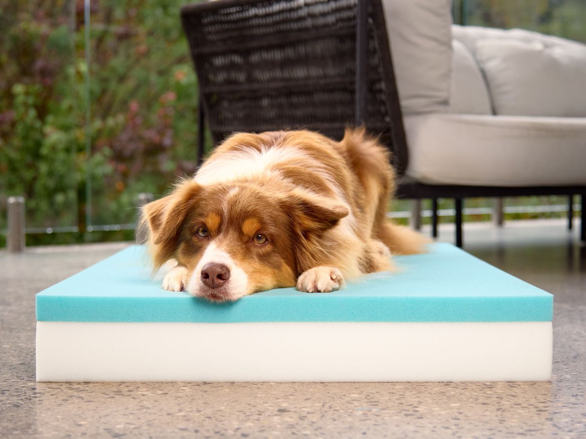Orthopaedic Mattress - Puffer Nutmeg – Dazy Dog