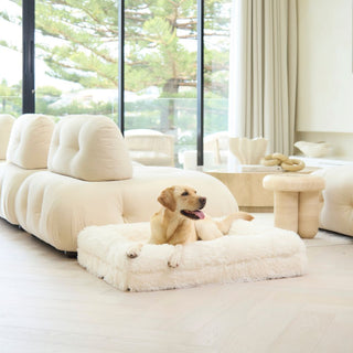 Memory Foam Dog Bed - Shag Cream