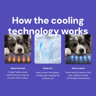 Cooling Dog Bed - Seaweed Memory Foam - Cooling