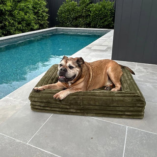 Cover Puffer Fern Cover: Puffer