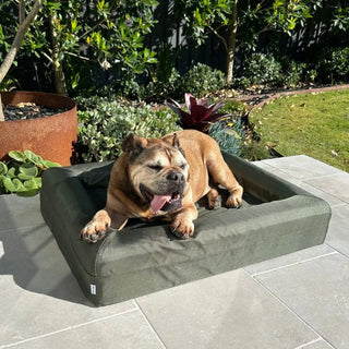 Memory Foam Dog Bed Armour Pine Green Armour