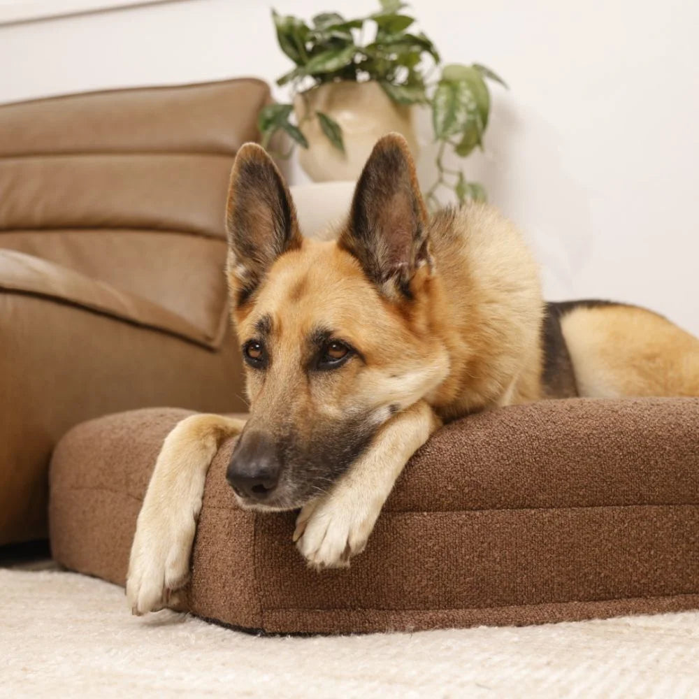 Memory Foam Dog Bed - Boucle Cocoa Bouclé