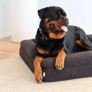 Memory Foam Dog Bed - Boucle Nero Bouclé