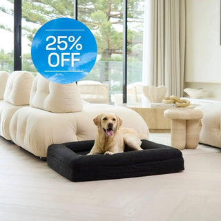 Memory Foam Dog Bed - Boucle Nero Bouclé