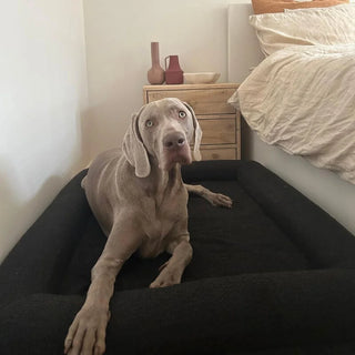 Memory Foam Dog Bed - Boucle Nero Bouclé