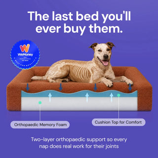 Memory Foam Dog Bed - Bouclé Nero - Bouclé