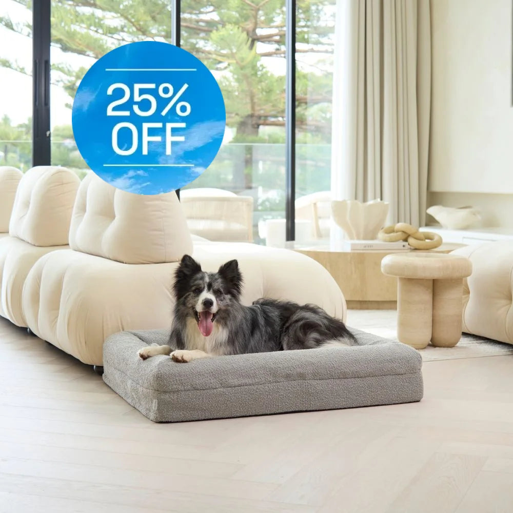 Memory Foam Dog Bed - Boucle Pebble Bouclé