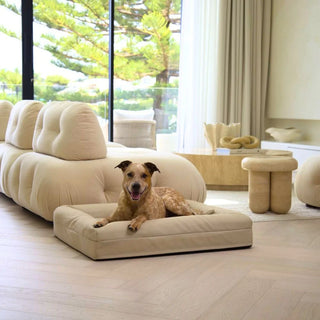 Memory Foam Dog Bed Canvas Sand Canvas
