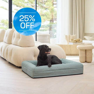 Memory Foam Dog Bed Canvas Seafoam Canvas