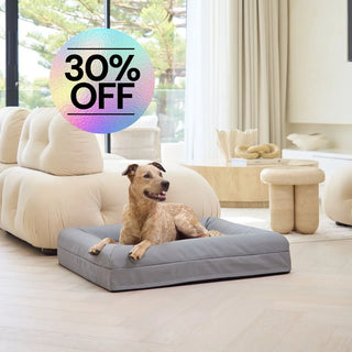 Memory Foam Dog Bed Canvas Sterling Canvas