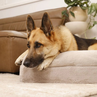 Memory Foam Dog Bed Faux Fur Pearl