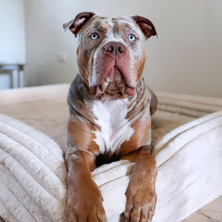 Memory Foam Dog Bed Puffer Bone Puffer