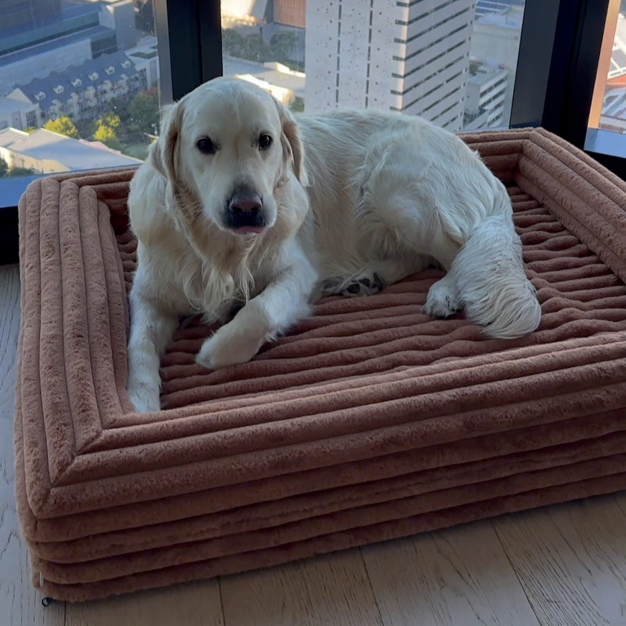 Golden Retriever Bed Guide