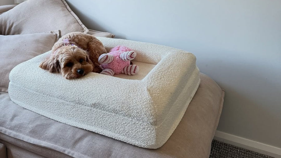Cavoodle Orthopedic Dog Bed Guide